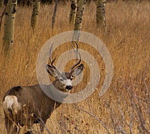 Mule Deer Buck with large antler rack