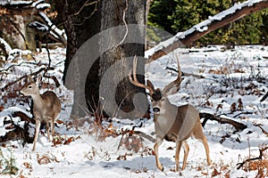 Mule deer buck with large antlers in snow