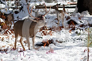 Mule deer buck with large antlers in snow