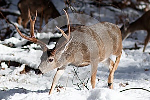 Mule deer buck with large antlers in snow