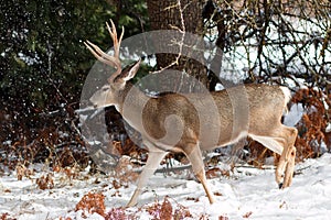 Mule deer buck with large antlers in snow