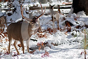 Mule deer buck with large antlers in snow