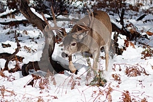 Mule deer buck with large antlers in snow