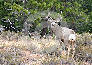 Mule Deer Buck