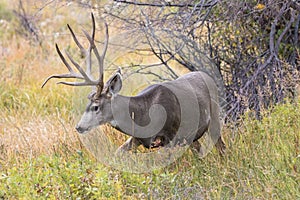 Mule deer buck with long tines