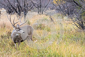 Mule deer buck with long tines by stream