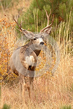 Mule Deer Buck Looking Back