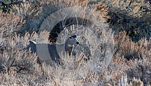 Mule deer buck looking to the right
