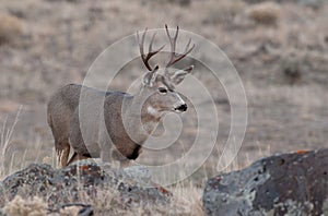 Mule deer buck looking to the right