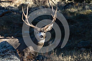 Mule Deer Buck Looking at You