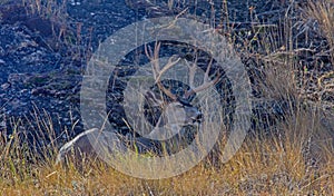 Mule Deer Buck Lying Down