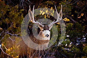 Mule deer buck in Mesa Verde National Park