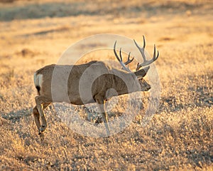 Mule Deer Buck moves cautiously through field during hunting season