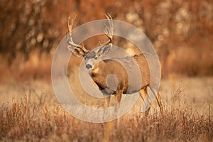 Mule Deer Buck pauses while moving through open terrain in Rocky Mountain West