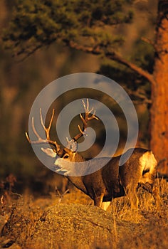Mule Deer Buck in Pines