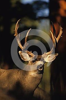 Mule Deer Buck Portrait