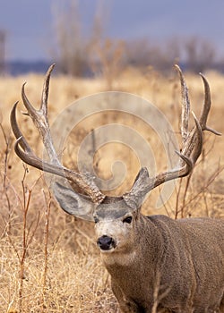 Mule Deer Buck Portrait in Autumn