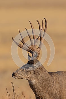 Mule Deer Buck Portrait in Fall