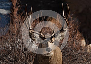 Mule deer buck portrait with large antlers