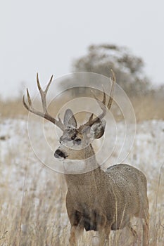 Mule Deer Buck Portrait in Snow