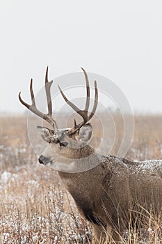 Mule Deer Buck Portrait in Snow