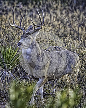 Mule Deer Buck Pose in Desert