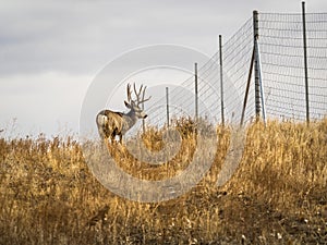 Mule Deer Buck in Profile