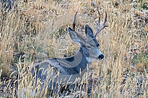 Mule Deer Buck in Prairie Grass. Colorado Wildlife. Wild Deer on the High Plains of Colorado