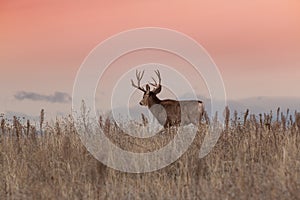 Mule Deer Buck on Ridge