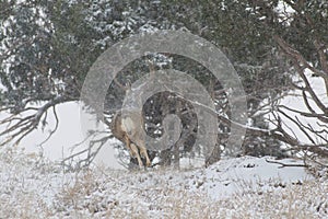 Mule Deer Buck Running in Snowstorm