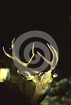 Mule Deer Buck in Rut