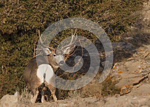 Mule deer buck during the rut