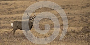 Mule deer buck in the rut
