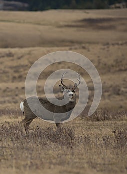 Mule deer buck with in the rut