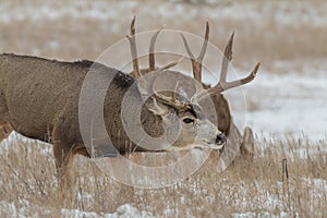 Mule Deer Buck in Rut