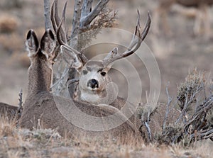 Mule deer buck during rut