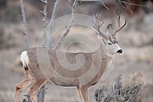 Mule deer buck during rut