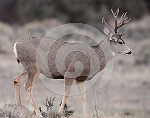 Mule deer buck during rut