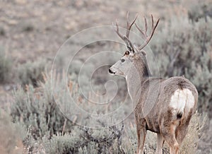 Mule deer buck during rut