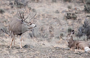 Mule deer buck during rut