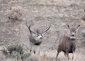 Mule deer buck during rut