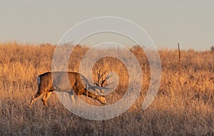 Mule Deer Buck in Rut in Autumn