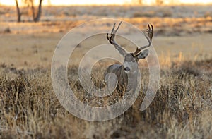 Mule Deer Buck in the Rut in Autumn