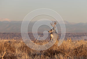 Mule Deer Buck in the Rut in Autumn