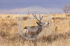 Mule Deer Buck in Rut in Autumn in Colorado
