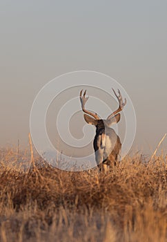 Mule Deer Buck in the Rut in Autumn in Colorado