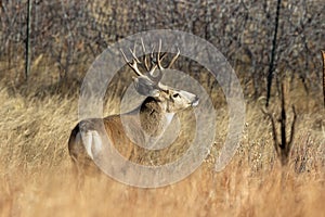 Mule Deer Buck in the Rut in Colorado