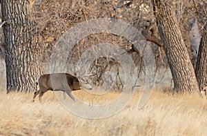 Mule Deer Buck in Rut in Colorado