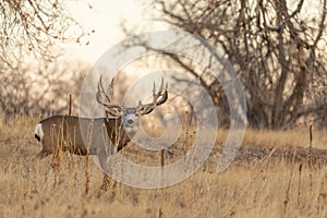 Mule Deer Buck in Rut in Colorado