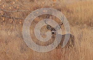 Mule Deer Buck in the Rut in Colorado in Autumn